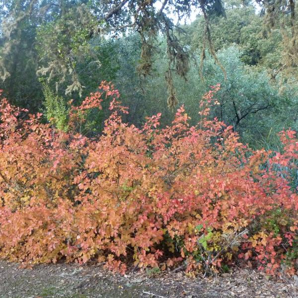 Poison Oak Midpeninsula Regional Open Space District